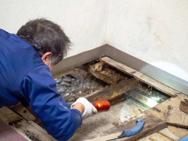 Best Office Mold Removal Services  in Allendale, CA