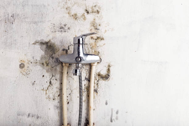 Best Local Mold Removal Service  in Allendale, CA