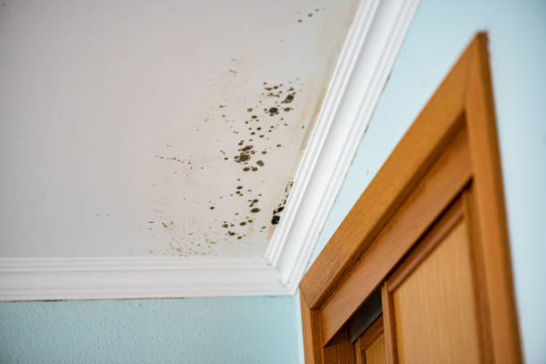 Best Best Mold Removal Companies  in Allendale, CA