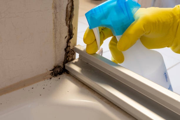 Crawl Space Mold Removal in Allendale, CA