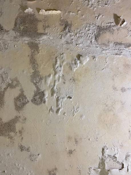Best Black Mold Removal  in Allendale, CA