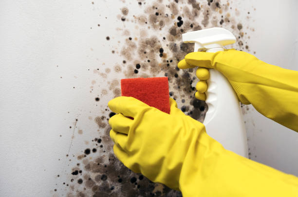 Best Mold Remediation  in Allendale, CA