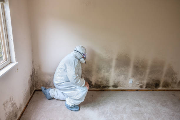 Best Crawl Space Mold Removal  in Allendale, CA