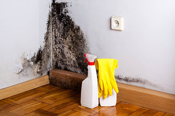 Best Commercial Mold Removal  in Allendale, CA